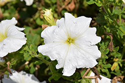 Super Cascade White Petunia (Petunia 'Super Cascade White') at Lakeshore Garden Centres