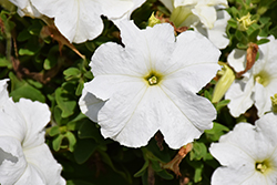 EZ Rider White Petunia (Petunia 'EZ Rider White') at Lakeshore Garden Centres