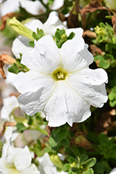 TriTunia White Petunia (Petunia 'TriTunia White') at Lakeshore Garden Centres
