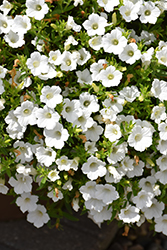 Blanket White Petunia (Petunia 'Bluette White') at Lakeshore Garden Centres