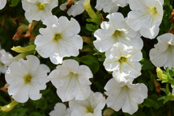 Surfinia White Petunia (Petunia 'Surfinia White') at Lakeshore Garden Centres