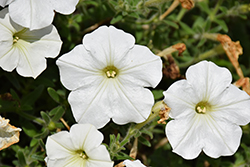ColorBlitz Snowy White Petunia (Petunia 'Flortunswh') at Lakeshore Garden Centres