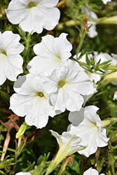Sun Spun White Petunia (Petunia 'Sun Spun White') at Lakeshore Garden Centres