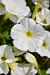 Potunia White Petunia (Petunia 'Potunia White') at Lakeshore Garden Centres