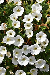 Piccola White Petunia (Petunia 'Piccola White') at Lakeshore Garden Centres