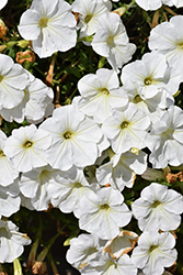 Tea White Petunia (Petunia 'Tea White') at Lakeshore Garden Centres