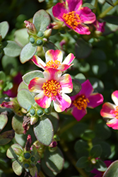 Campino Twist Pink Portulaca (Portulaca oleracea 'Campino Twist Pink') at Lakeshore Garden Centres