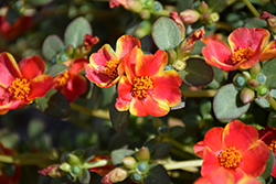 Campino Twist Red Portulaca (Portulaca oleracea 'Campino Twist Red') at Lakeshore Garden Centres