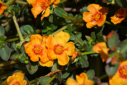 Pazzaz Apricot Portulaca (Portulaca oleracea 'Pazzaz Apricot') at Lakeshore Garden Centres