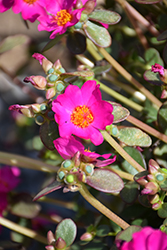 Pazzaz Bright Purple Portulaca (Portulaca oleracea 'Pazzaz Bright Purple') at Lakeshore Garden Centres