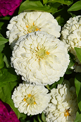 Zesty White Zinnia (Zinnia elegans 'Zesty White') at Lakeshore Garden Centres