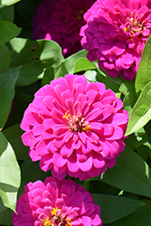 Zesty Pink Zinnia (Zinnia elegans 'Zesty Pink') at Lakeshore Garden Centres
