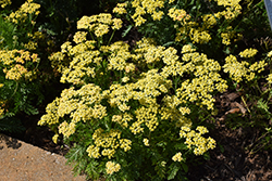 Milly Rock Yellow Yarrow (Achillea millefolium 'FLORACHYEo') at Golden Acre Home & Garden