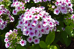 Ka-Pow White Bicolor Garden Phlox (Phlox paniculata 'Balkapowibi') at Lakeshore Garden Centres