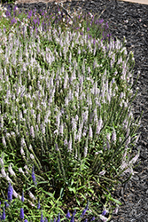 Moody Blues Pink Speedwell (Veronica 'Novaverpin') at Lakeshore Garden Centres