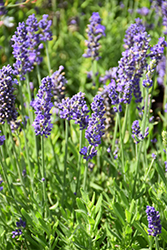 Blue Spear Lavender (Lavandula angustifolia 'PAS1213794') at Lakeshore Garden Centres