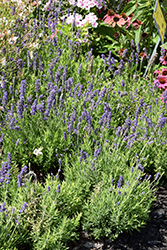 Blue Spear Lavender (Lavandula angustifolia 'PAS1213794') at Lakeshore Garden Centres