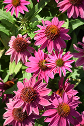 PowWow Wild Berry Coneflower (Echinacea purpurea 'PowWow Wild Berry') at Peter Knippel Garden Centre