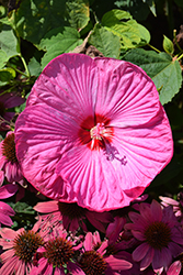 Luna Rose Hibiscus (Hibiscus moscheutos 'Luna Rose') at Peter Knippel Garden Centre