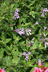 Baby Lilac Leptodermis (Leptodermis oblonga 'Baby Lilac') at Lakeshore Garden Centres