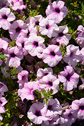 Surfinia Sumo Glacial Pink Petunia (Petunia 'Sunsurf Yohaiha') at Lakeshore Garden Centres
