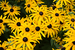 Deam's Coneflower (Rudbeckia fulgida var. deamii) at Lakeshore Garden Centres