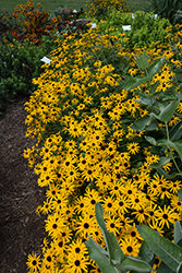 Deam's Coneflower (Rudbeckia fulgida var. deamii) at Lakeshore Garden Centres