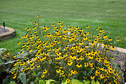 Blackjack Gold Brown Eyed Susan (Rudbeckia triloba 'Blackjack Gold') at Lakeshore Garden Centres