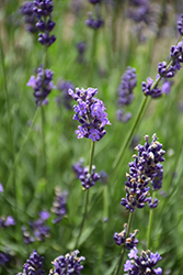 Vicenza Blue Lavender (Lavandula angustifolia 'Vicenza Blue') at Lakeshore Garden Centres