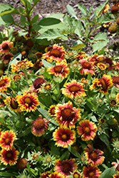 Arizona Sun Blanket Flower (Gaillardia x grandiflora 'Arizona Sun') at Peter Knippel Garden Centre