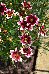 Satin & Lace Berry Chiffon Tickseed (Coreopsis 'Berry Chiffon') at A Very Successful Garden Center