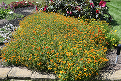 Big Bang Sun Splash Tickseed (Coreopsis 'Sun Splash') at Lakeshore Garden Centres
