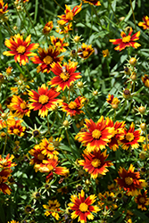 Big Bang Sun Splash Tickseed (Coreopsis 'Sun Splash') at Lakeshore Garden Centres