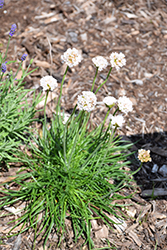 Morning Star White Sea Thrift (Armeria maritima 'Morning Star White') at Lakeshore Garden Centres