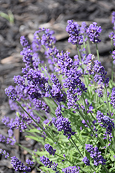 Aromatico Blue Compact Lavender (Lavandula angustifolia 'Laaz00004') at Lakeshore Garden Centres