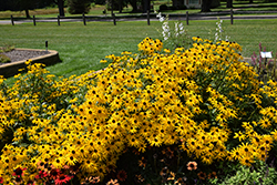Glitters Like Gold Coneflower (Rudbeckia 'Glitters Like Gold') at Golden Acre Home & Garden