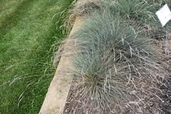 Freddy Blue Fescue (Festuca glauca 'Freddy') at Lakeshore Garden Centres