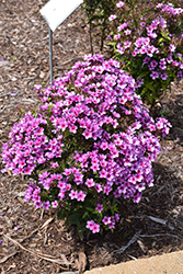 Early Purple Pink Eye Garden Phlox (Phlox paniculata 'Early Purple Pink Eye') at Lakeshore Garden Centres