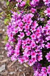 Early Purple Pink Eye Garden Phlox (Phlox paniculata 'Early Purple Pink Eye') at Lakeshore Garden Centres