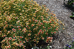 Red Enchanted Eve Tickseed (Coreopsis 'Red Enchanted Eve') at Lakeshore Garden Centres