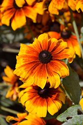 Rising Sun Chestnut Gold Coneflower (Rudbeckia hirta 'Rising Sun Chestnut Gold') at Lakeshore Garden Centres