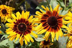 Denver Daisy Coneflower (Rudbeckia hirta 'Denver Daisy') at Lakeshore Garden Centres