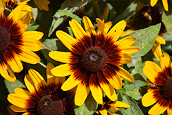 Sonora Coneflower (Rudbeckia hirta 'Sonora') at Lakeshore Garden Centres