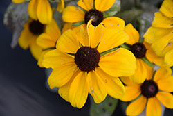 Toto Gold Coneflower (Rudbeckia hirta 'Toto Gold') at Lakeshore Garden Centres