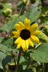 Suntastic Yellow with Black Center (Helianthus 'Suntastic Yellow with Black Center') at Lakeshore Garden Centres