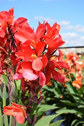 Cannova Red Shades Canna (Canna 'Cannova Red Shades') at Lakeshore Garden Centres