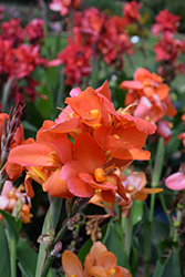 Cannova Orange Shades Canna (Canna 'Cannova Orange Shades') at Lakeshore Garden Centres