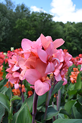Cannova Mango Canna (Canna 'Cannova Mango') at Lakeshore Garden Centres