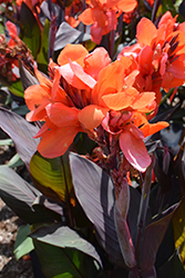 Cannova Bronze Orange Canna (Canna 'Cannova Bronze Orange') at Lakeshore Garden Centres