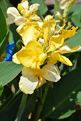 Toucan Yellow Canna (Canna 'Toucan Yellow') at Lakeshore Garden Centres